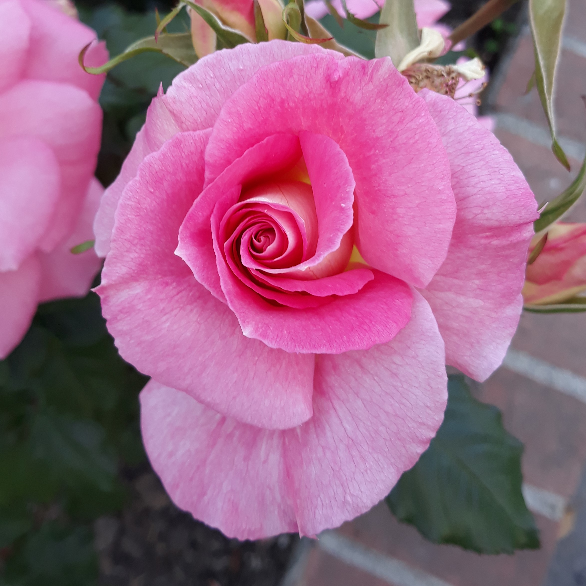 Rose