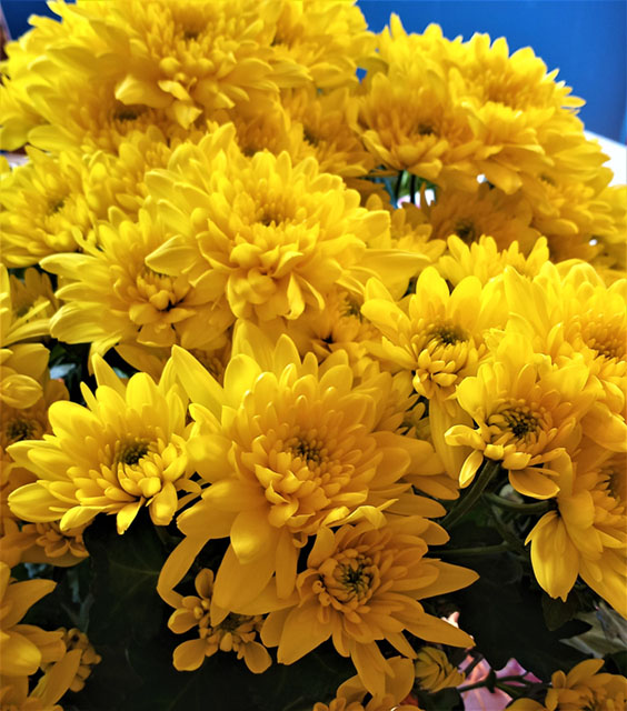 Yellow Flowers