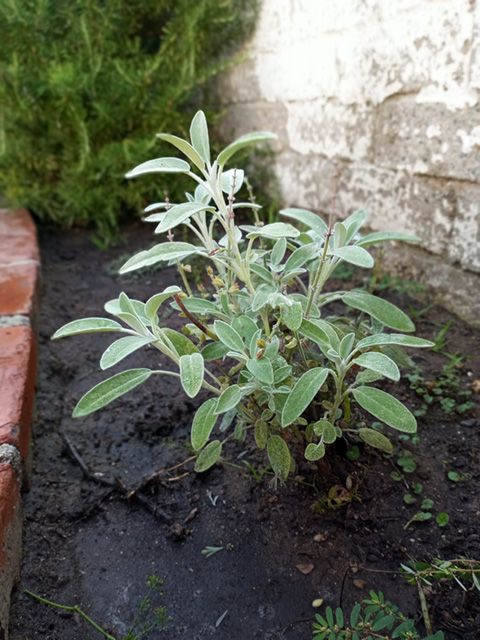 Garden Sage
