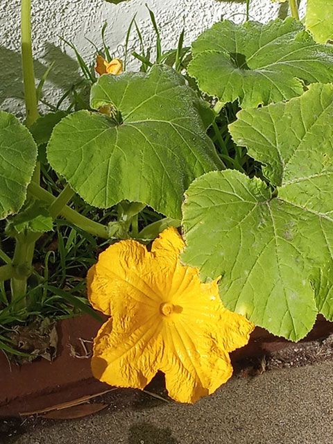 Pumpkin Plant