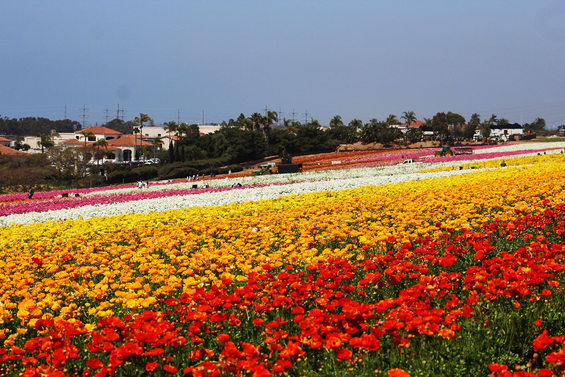 Carlsbad flower fields